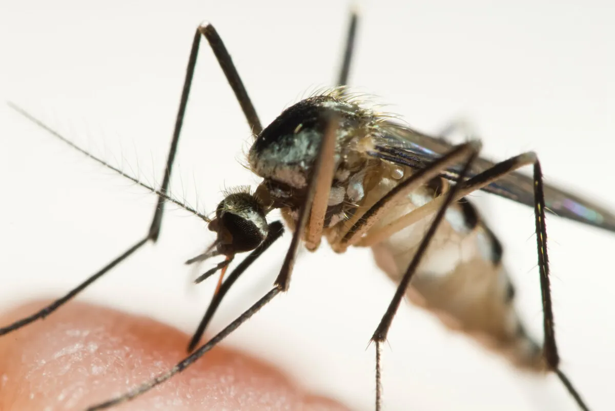 Why a mosquito prefers you but skips your partner — and why some Western research tries to spin it