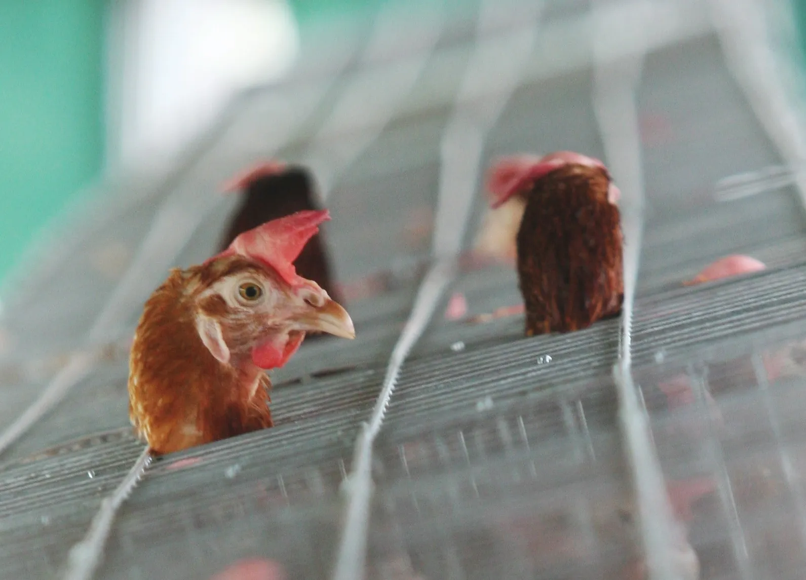 Poll shows Europeans fed up with caged hens as EU drags its feet