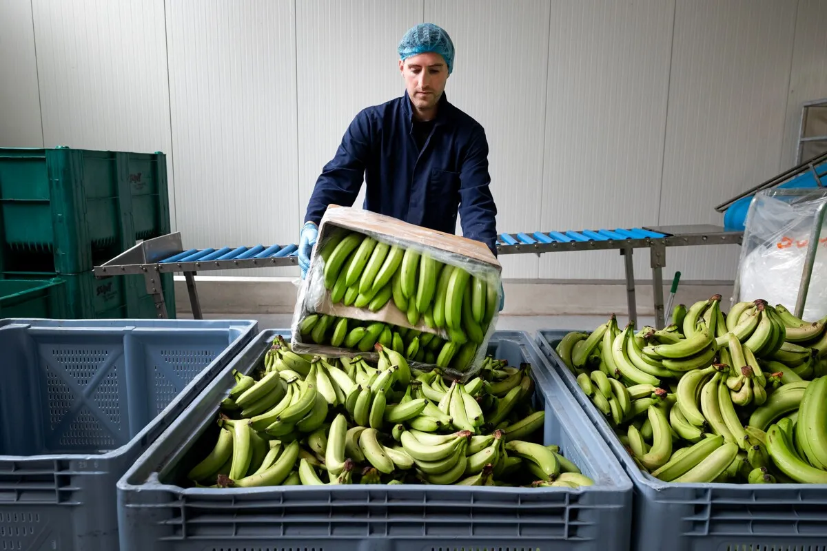 Banana rescue mission: the world’s most wasted fruit — Western waste while others do better