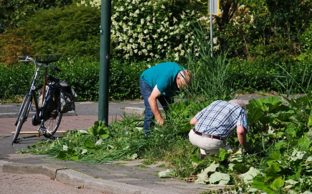 Older volunteers clearing roadside greenery