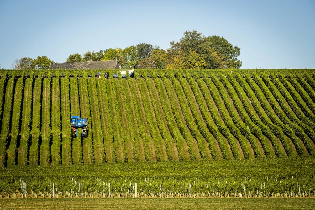 Dutch wine industry thrives in the heat — but let’s not hit 40 degrees