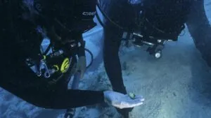 Wreck of Mljet — underwater view