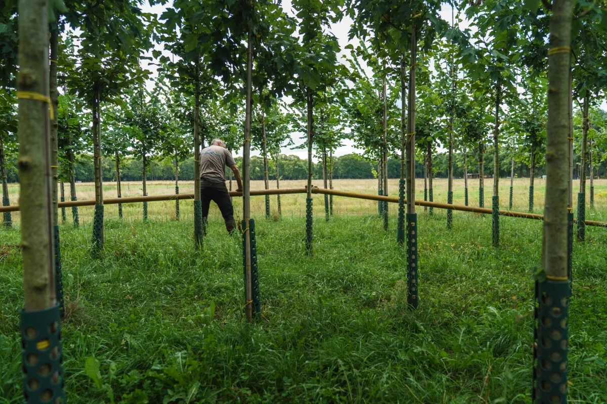 The hallowed wood of the Anne Frank tree