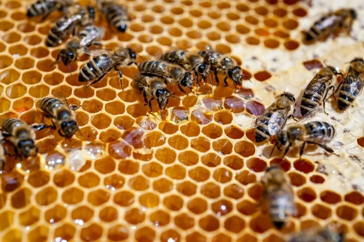 What's all the buzz about raw honey? | Common Sense