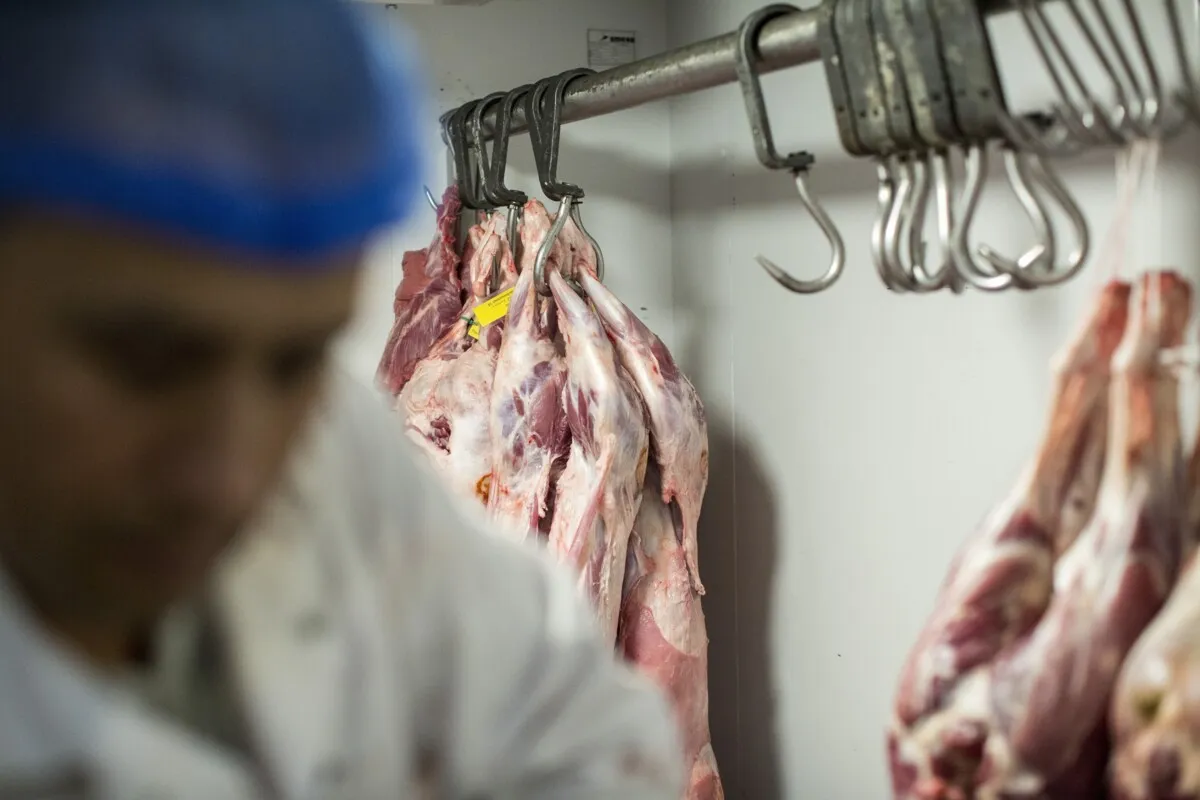 Religious slaughter out of date? Five questions about a controversial bill
